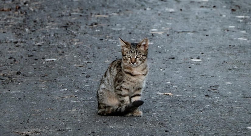 Megrázó fordulat az oroszlányi macskagyilkosság ügyében: nemzetközi kiberhálózat áll a háttérben