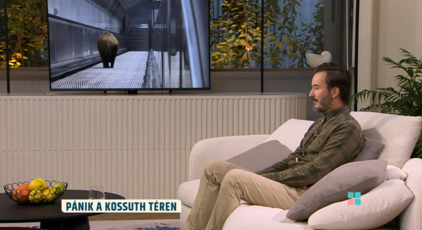 Kiderült, miért kellett kilőni a Kossuth téri metróba tévedő vaddisznót