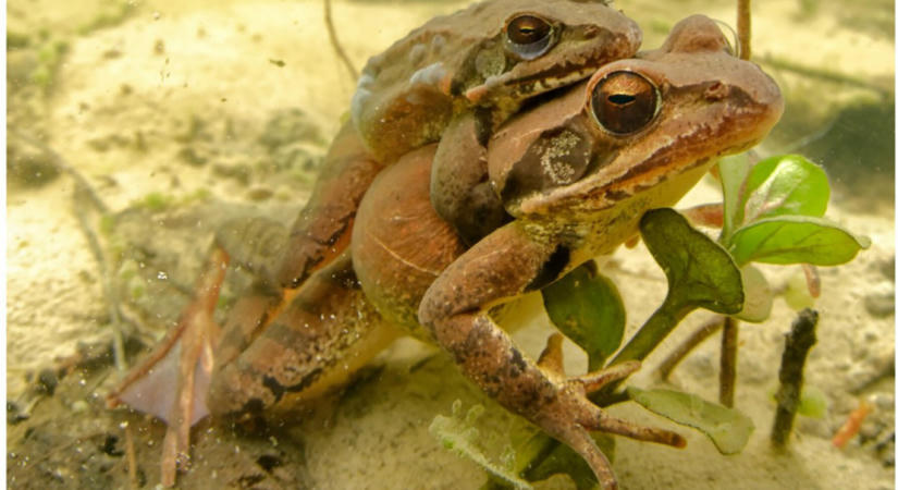 Az erdei békáknál a nemváltás nem jelent evolúciós zsákutcát