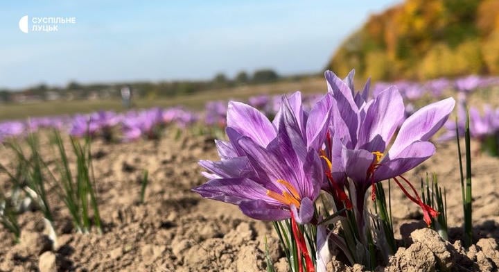 Megkezdődött a világ legdrágább fűszerének begyűjtési szezonja Volinyban