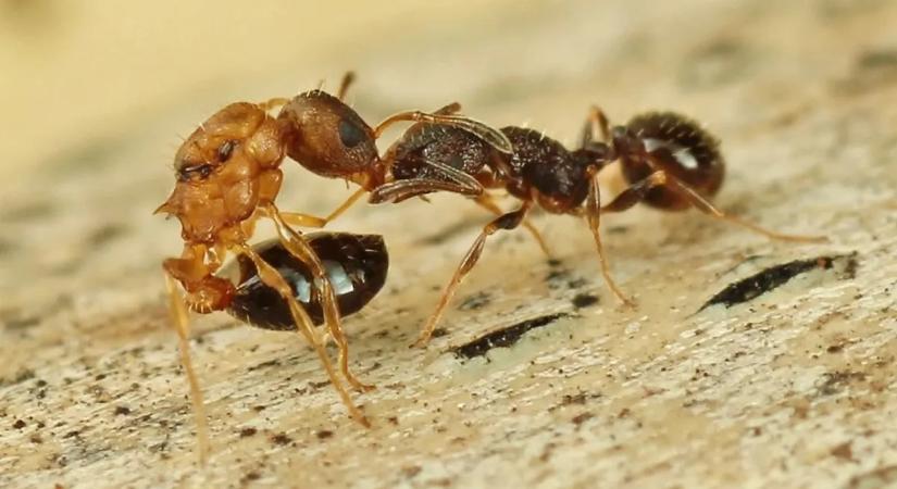 Kegyetlen hatalomátvétel a hangyabolyban: így törlik el a riválisokat a mutáns királynők