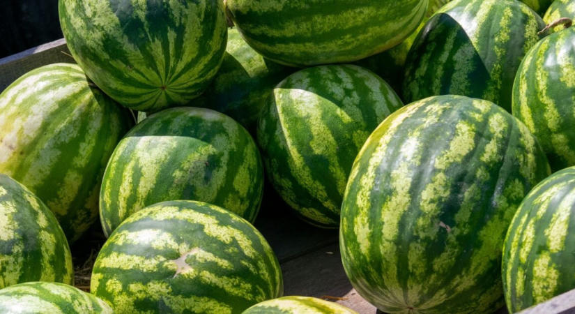 Nagyon aggódnak a hazai görögdinnye-termesztők