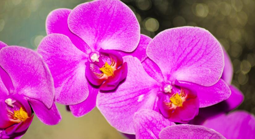 Így készíthetsz tökéletes keveréket otthon az orchideád számára!