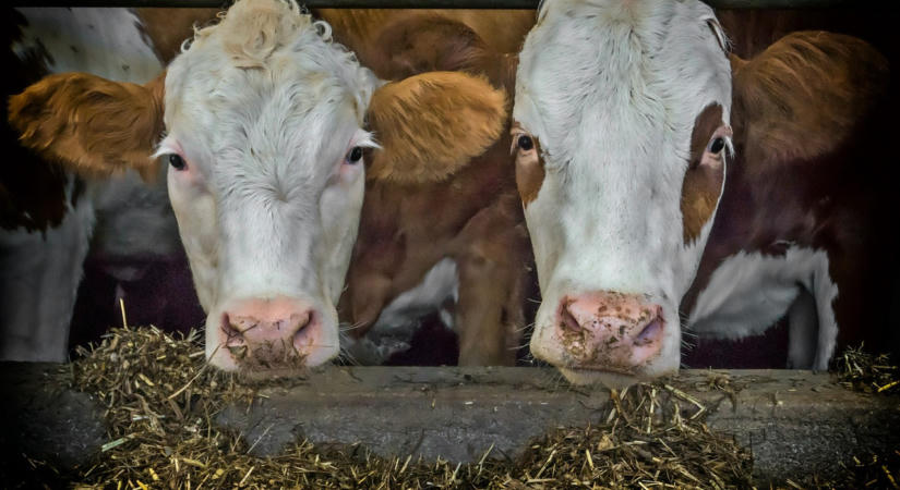 Felbukkant az anthrax Borsodban – mutatjuk, mit kell tudni a veszélyes betegségről