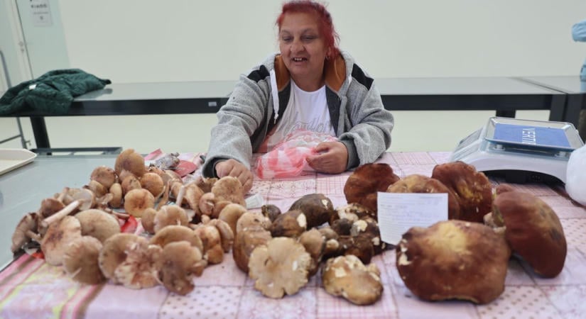 Eltűntek a gombák a Mecsekből, hiába járják az erdőket a gyűjtők