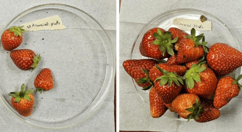 Katonai fejlesztésből agrárinnováció: különleges textilborítással növelték az eperhozamot