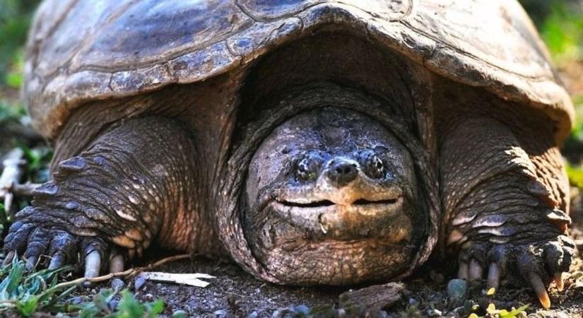 Ismét aligátorteknőst találtak a Balatonban