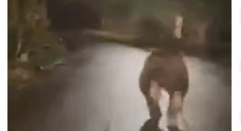 Medve szaladgált hajnalban Havadtő utcáin – videó