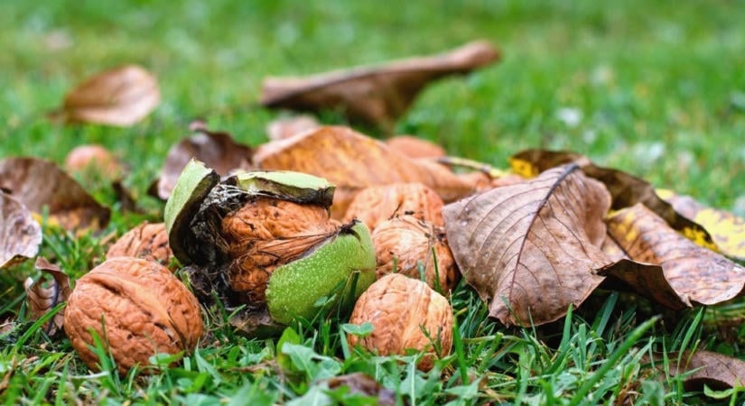 Ne dobd ki a diófa lehullott leveleit! Így használhatod fel őket biztonságosan a kertben