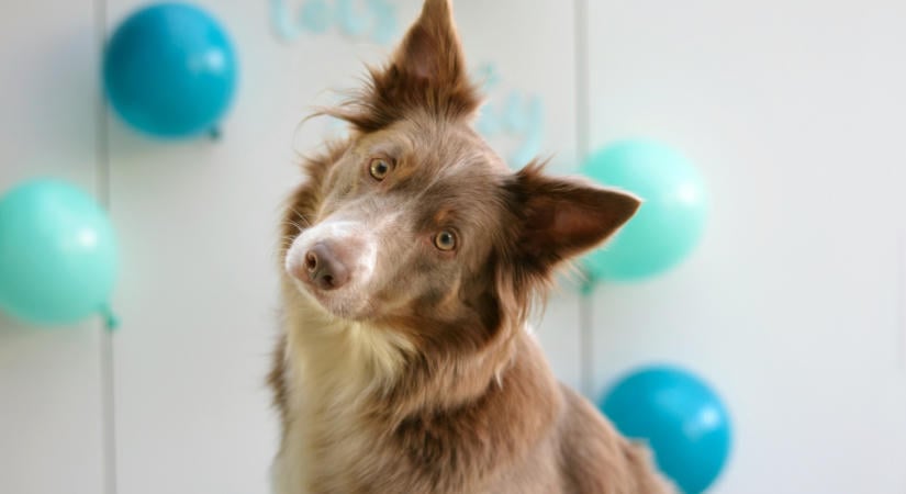 Autisták lehetnek a legokosabb kutyák? A border collie különleges elméje adhat választ