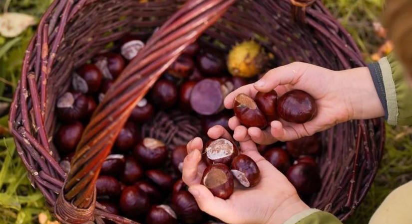 Sütéshez, takarításhoz és játékhoz is használhatod: 5 tipp a gesztenye felhasználásához