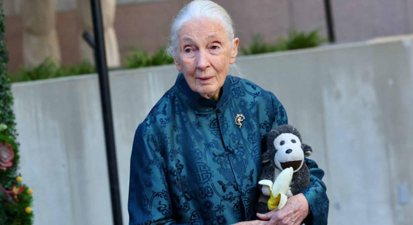 Fesztivállal tiszteleg Jane Goodall előtt a nevét viselő intézet – Budapesten várják a látogatókat