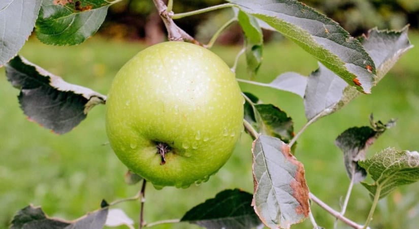 Almafa őszi metszése: szabad-e szeptemberben metszeni?