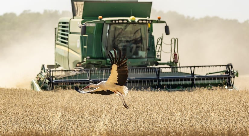 Jön föl az aszálytűrő cirok, nagyot mennek a ludak – infografikán az agrárium változásai