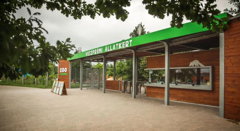 Norvégiából költözött Veszprémbe Aldaana, a fenséges szibériai tigris