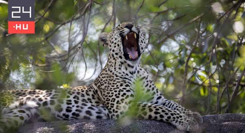 Két leopárd támadt rá egy holland szafaripark állatgondozójára