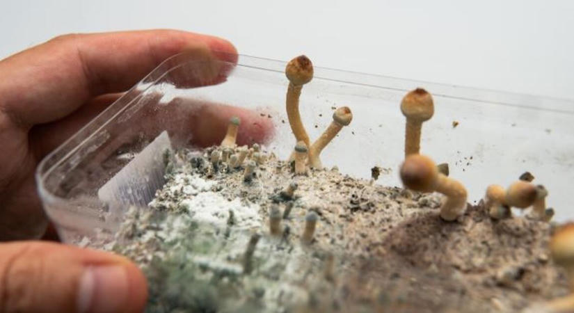 Mit keres a hallucinogén gomba a tőzsdén?
