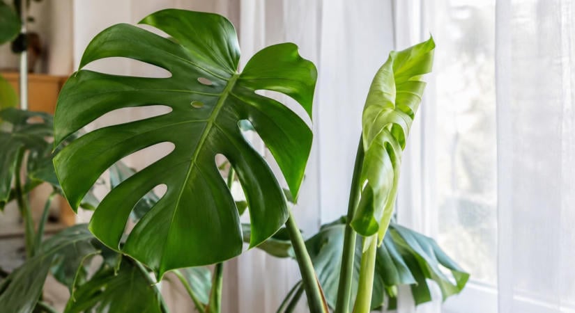 Miért vannak apró lyukak a monstera levelein? Egy különleges fejlődési folyamat áll mögötte