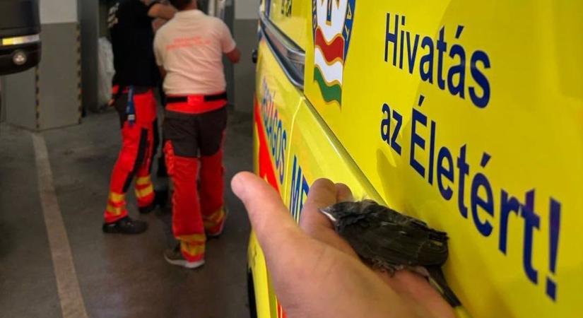 A mentők senkit nem hagynak magára: újra segítettek a kaposvári bajtársak