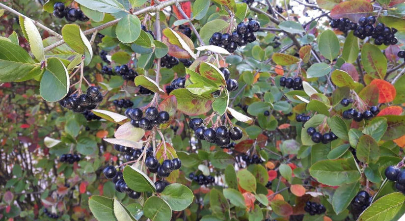 Kétszer annyi antioxidánst tartalmazhat, mint az áfonya – nálunk is megterem ez a különleges bogyós gyümölcs