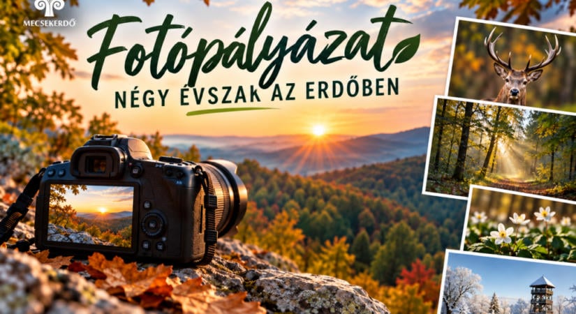 A te fotód is bekerülhet a Mecsekerdő 2027-es falinaptárába