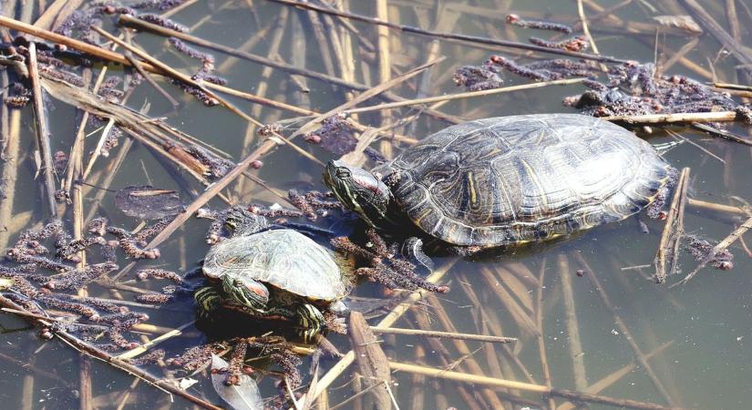 Csak a páncéljuk és a kiérkező tűzoltók mentették meg a lángoktól a teknőscsaládot