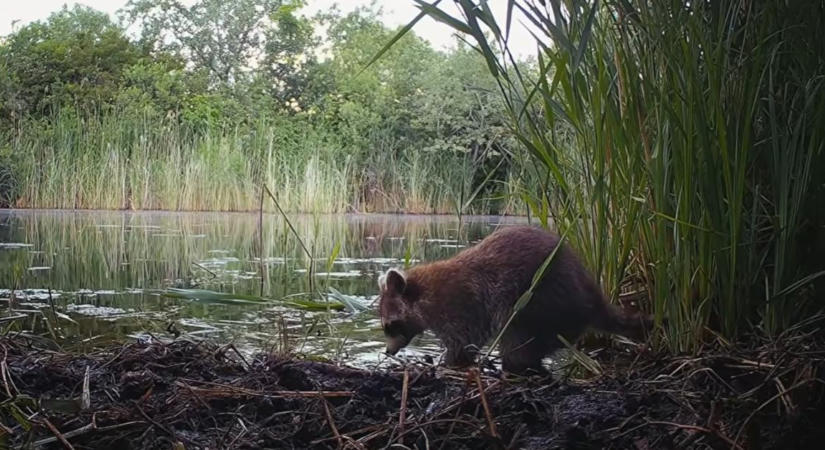 Ha ezt meglátod a tábládon, már késő: új kártevők és gyomok terjednek