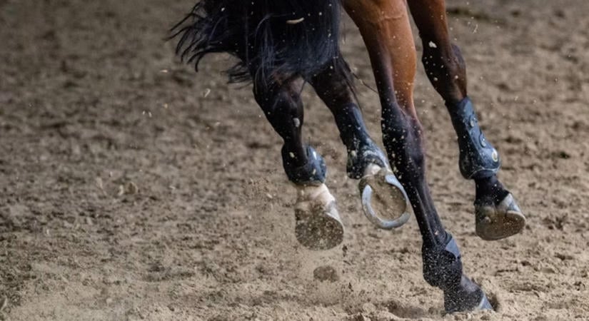 A pata nem körömreszelős luxus: miért múlik rajta az egész ló komfortja?