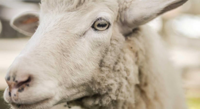 Így menthetik meg a juhhúsexportot: októberben indul a tömeges oltás