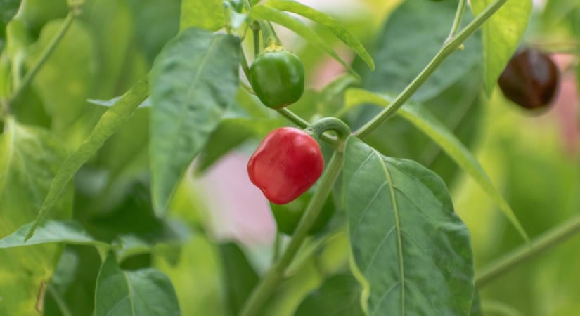 Nem feltétlenül egynyári a paprika: így tarthatja meg a következő szezonra