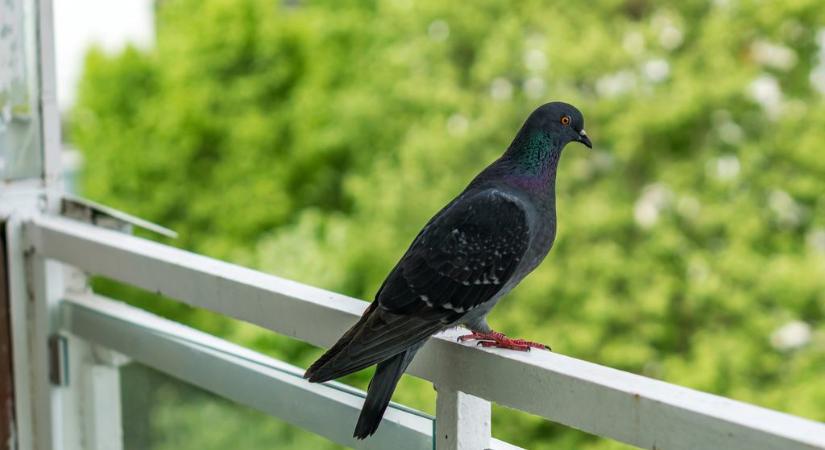 Eleged van a galambürülékből és a turbékolásból? Ezzel a trükkel erőszak nélkül elűzheted a madarakat