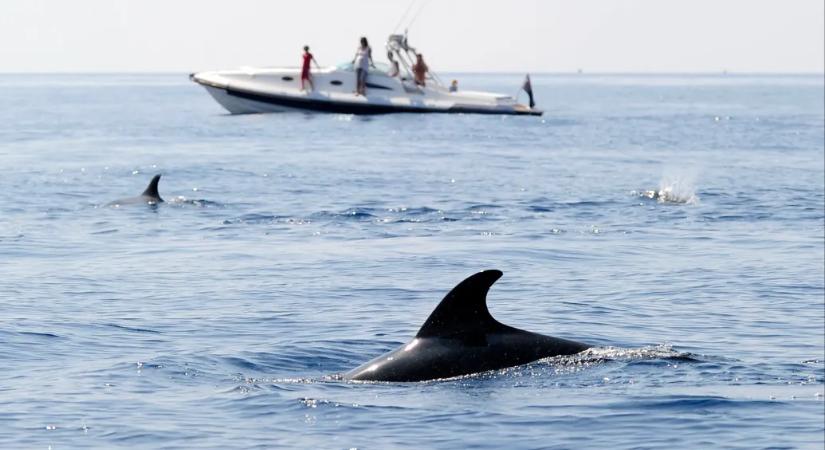 Annyira kiürült az Adria, hogy a delfinek már a halászoktól lopnak halat