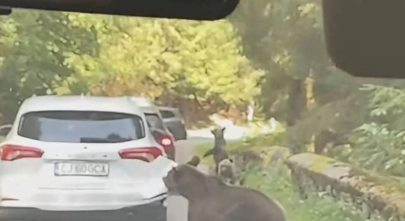 Videón, ahogy egy medve nekiesik egy turista autójának a Transzfogarason