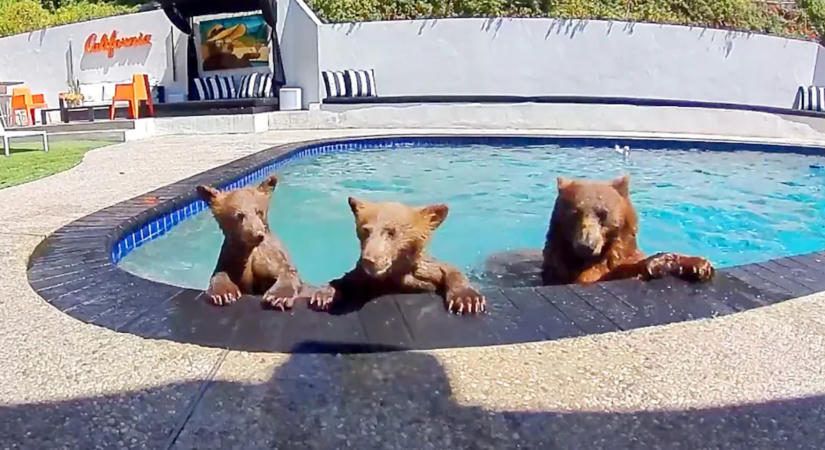 Ennek a párnak a medencéjébe bejárnak a környék medvéi fürdeni – elképesztő videókat posztolnak róluk