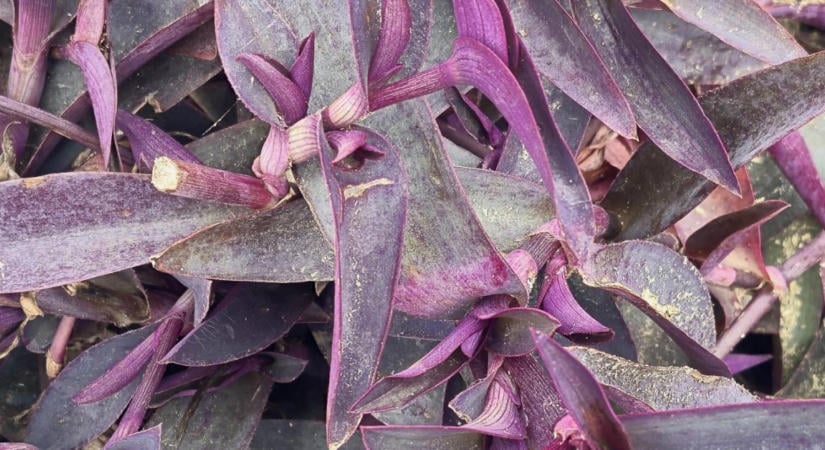Megnyúlt a tradescantia? A levágott hajtásokból könnyen tömöttebb növény lehet