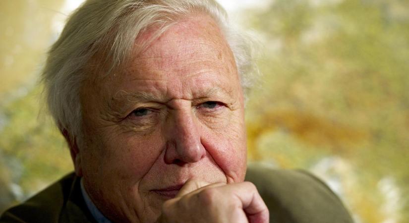 Ma százéves David Attenborough, aki úgy megszerettette velünk az állatvilágot, mint senki más
