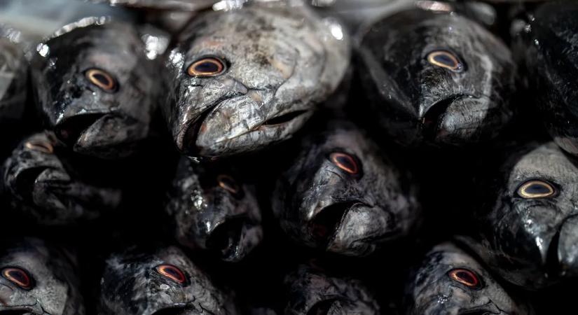 Soha nem látott halpusztulás: több ezer tetem borította be Sint Maartent