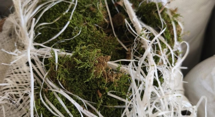 37 zsák mohát vitt el az Aggteleki Nemzeti Parkból a mohó természetkárosító
