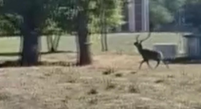 Sokkoló jelenet a keszthelyi múzeumban, a látogatóktól néhány méterre adott le lövést egy vadász