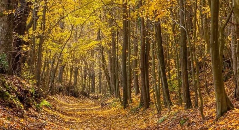 Vége a korlátozásnak, újra szabad az út a somogyi erdőkben