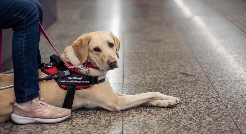 "Felelős állattartás" - Vakvezető kutyára támadt egy szabadon engedett pitbull Kiskörén, rendőrségi ügy lett belőle