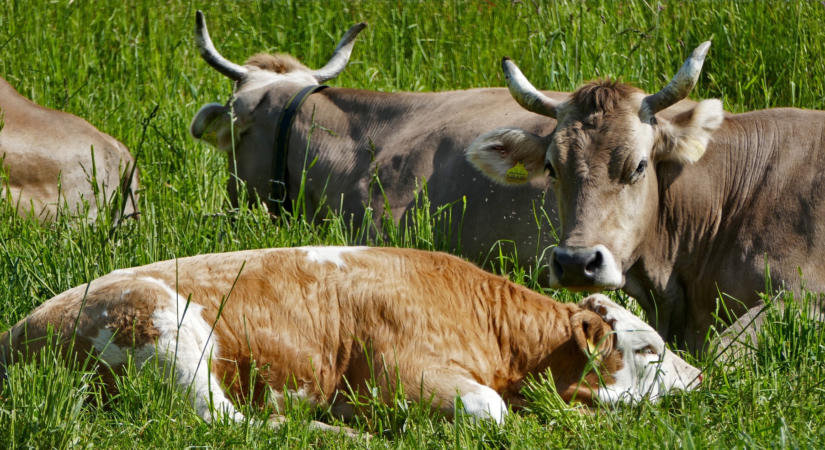 Újabb agrártámogatások érkeznek a gazdálkodókhoz