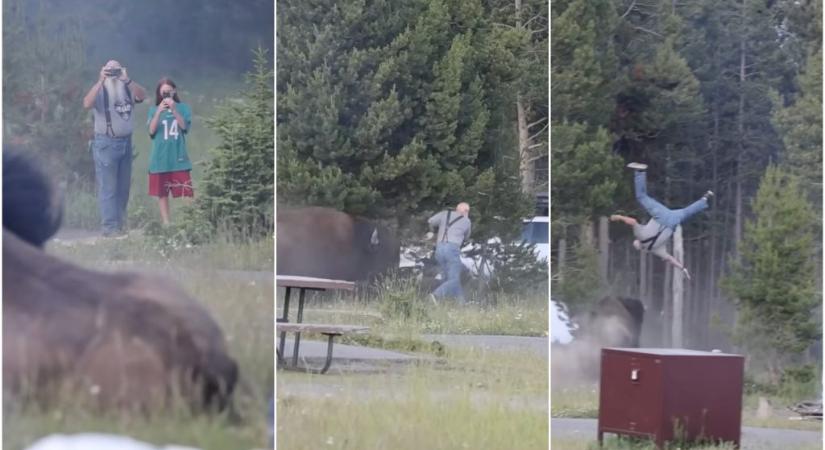 Videón: levegőbe repült egy férfi, miután rátámadt egy bölény Yellowstone-ban