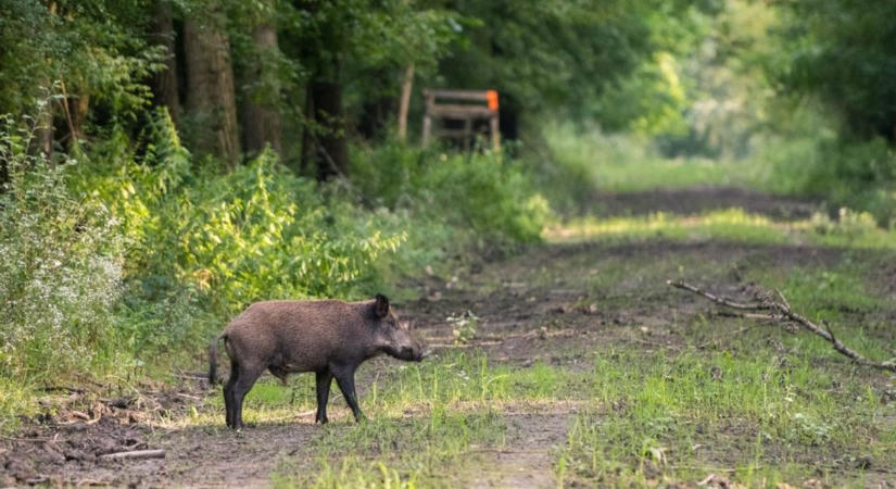 Nem győzik tölténnyel... – az afrikai sertéspestis és a kilövési kvóták miatt súlyos bírságok fenyegetik a vadásztársaságokat