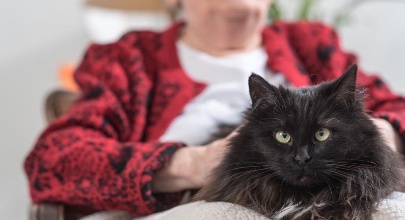 Így segíthetnek a macskák közelebb jutni az Alzheimer-kór gyógyításához