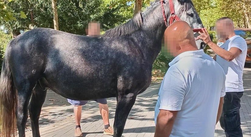 Megbokrosodtak a lovak a szüreti felvonuláson, öten megsérültek