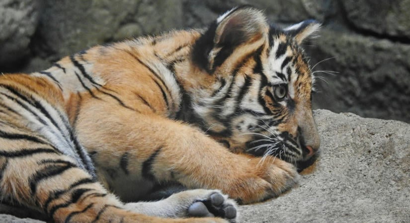 Skizofrén, de nagyon vicces ember volt a tigris ketrecébe ugró férfi Angliában