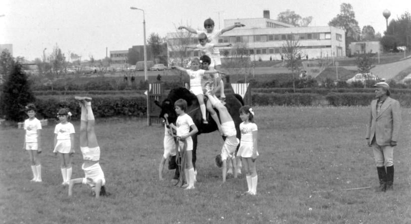 Lovasbemutató és díjugratás Kaposváron – így zajlott a lovasnap az 1980-as években – GALÉRIA