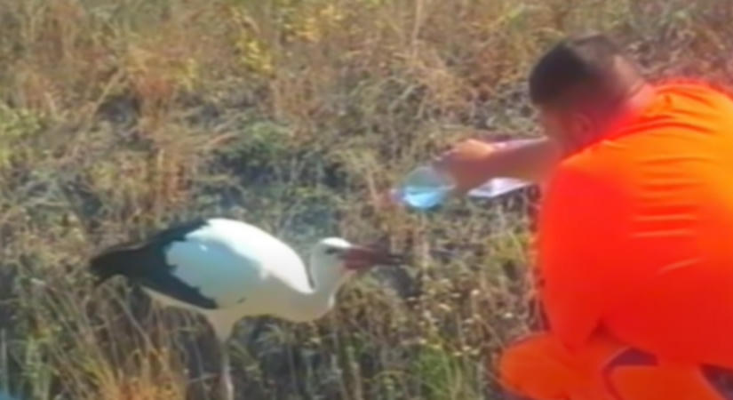 Elárasztják ajándékokkal a gólyát megitató közutast, de neki csak egyetlen kérése van az autósokhoz