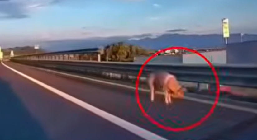 Szürreális jelenet az autópályán, menet közben ugrott le egy disznó a platóról